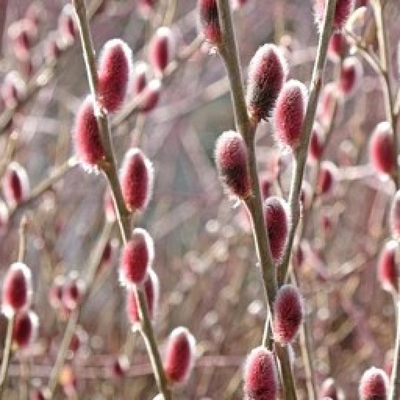 Obrázok Vŕba štíhlopestíková (Salix gracilistyla) ´MOUNT ASO´® - výška 40-60 cm, kont. C1L - NA KMIENKU